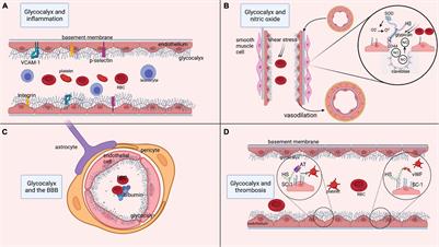 The Role of the Glycocalyx in the Pathophysiology of Subarachnoid Hemorrhage-Induced Delayed Cerebral Ischemia